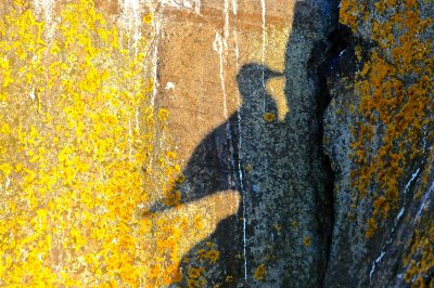 Herring Gull shadow