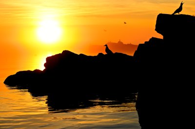 Knife Island Herring Gulls at sunrise