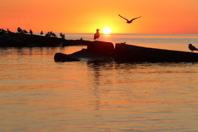 Knife Island Herring Gulls at sunrise