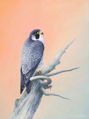Peregrine Falcon at Tettegouche State Park