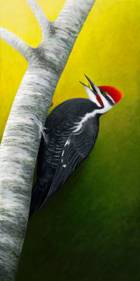 Pileated Woodpecker in North Oaks