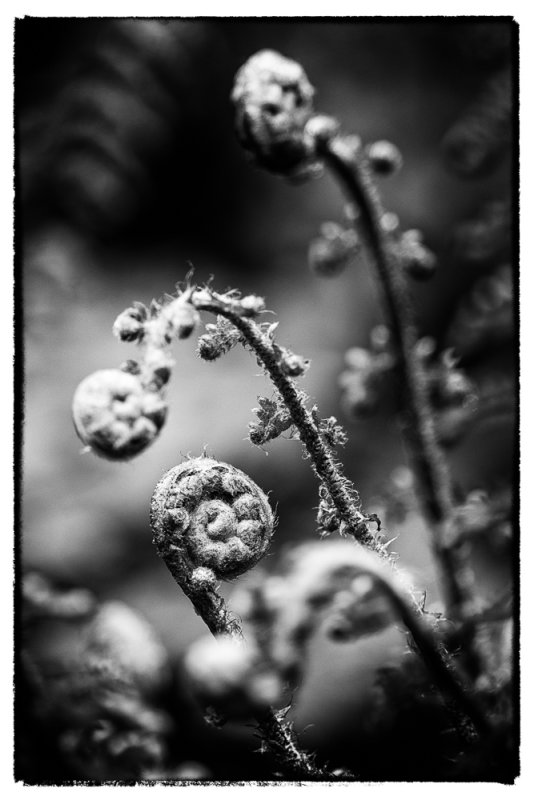 Fern