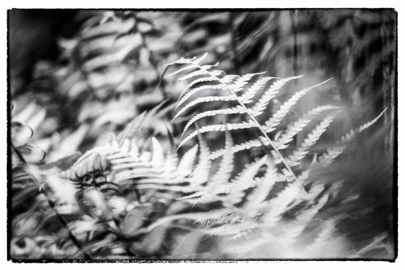 Fern
