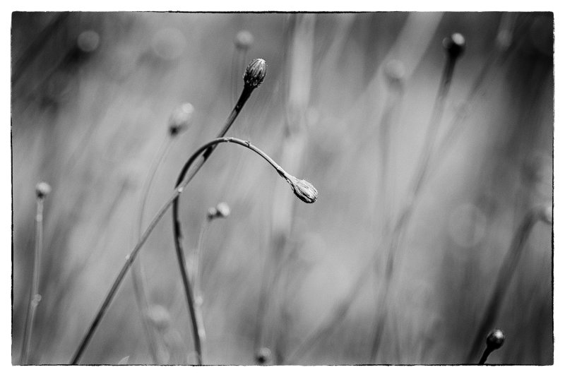 Hawkweed (Hieracium)