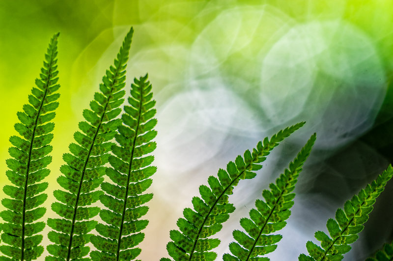 Fern