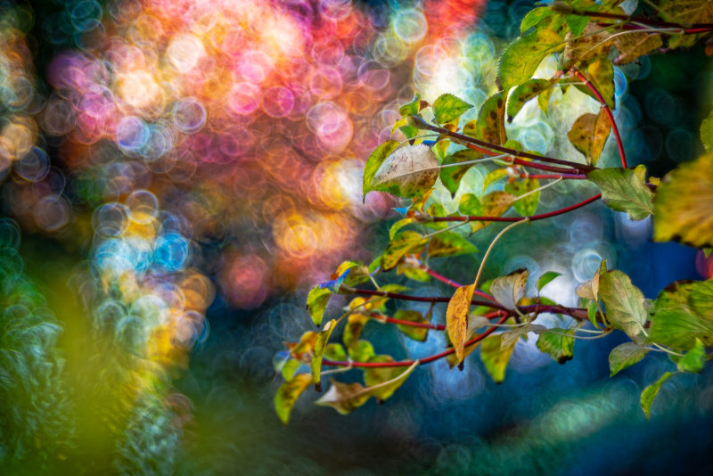 Climbing hydrangea (Hydrangea petiolaris)