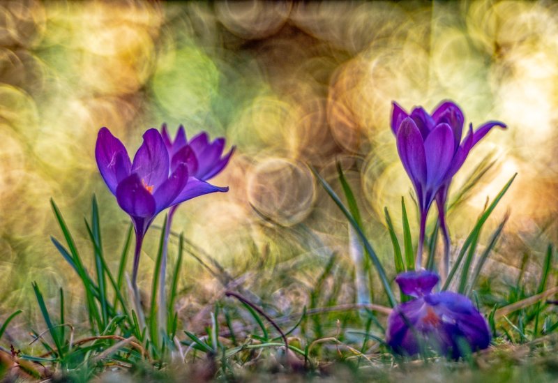 Crocus