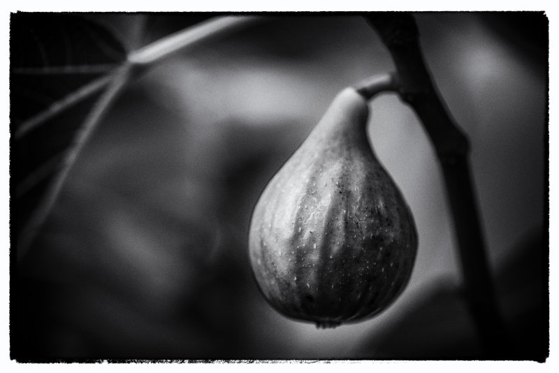 Common fig (Ficus carica)