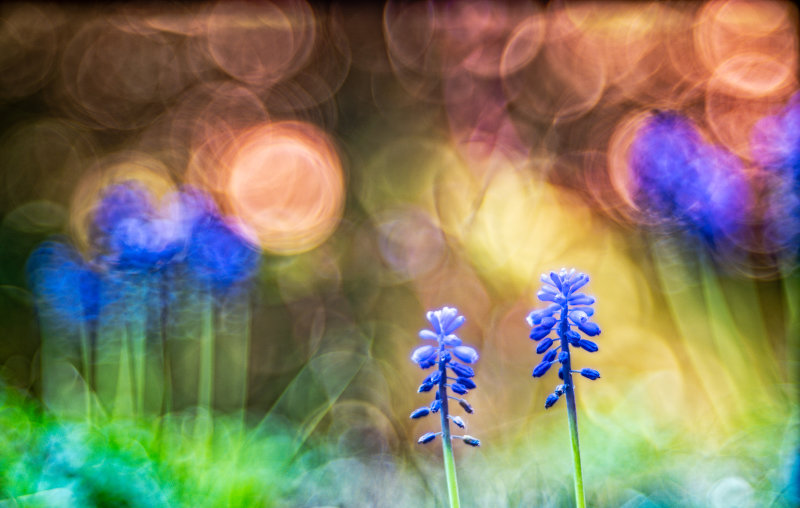Grape hyacinth (Muscari armeniacum)