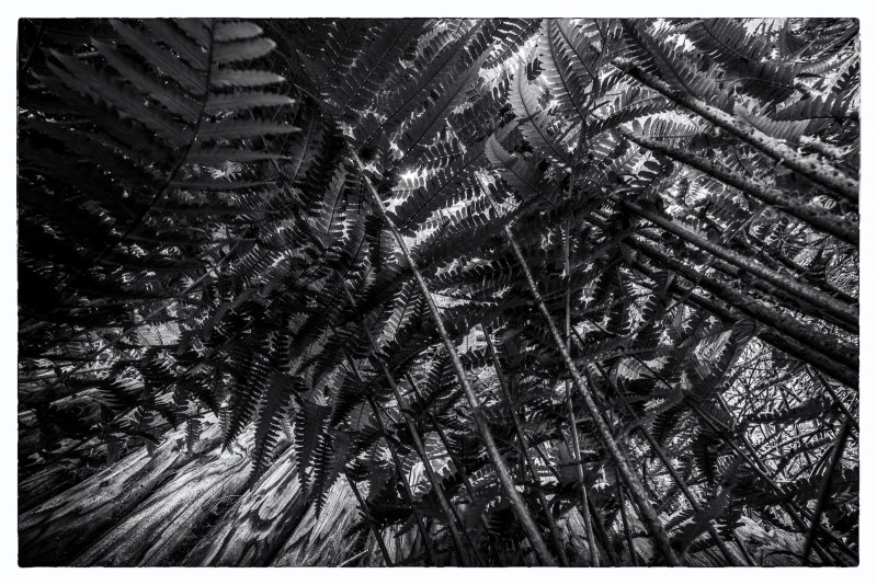 Fern
