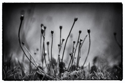 Hawkweed (Hieracium)