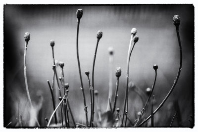 Hawkweed (Hieracium)