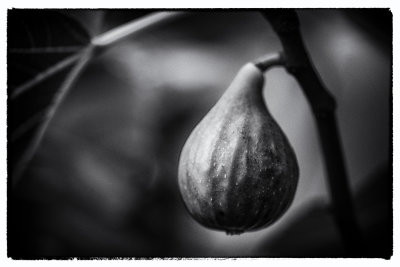Common fig (Ficus carica)