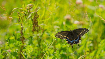 Papillon du Cleri