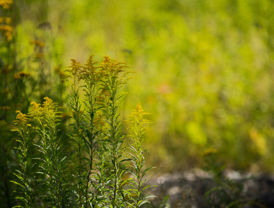 Verges d'Or 