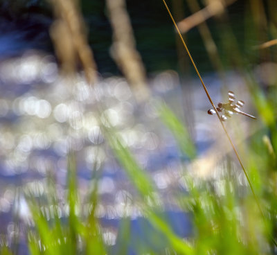 Libellula pulchella