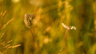  Couch dans l'herbe 
