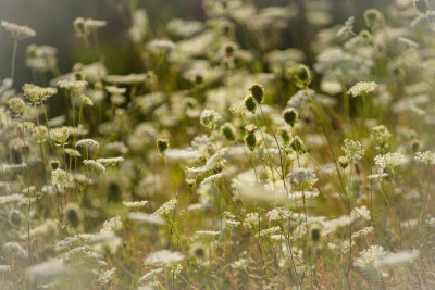 Couch dans l'herbe