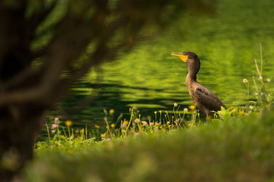 Un Cormoran errant