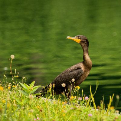 Un Cormoran errant