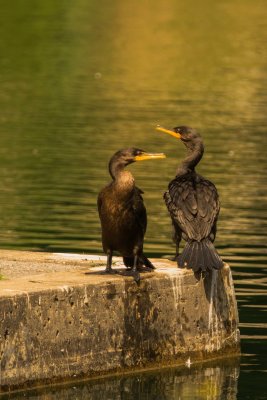  Deux Cormorans errants