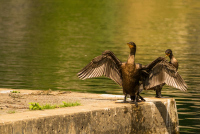20160818_0058 Deux Cormorans errants - 3315.jpg
