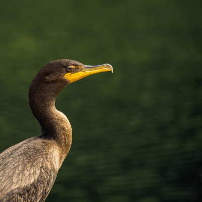 Un Cormoran errant 