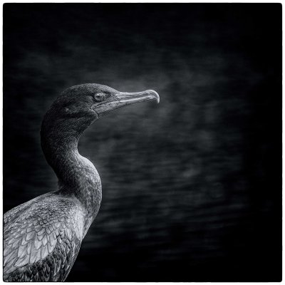 Un Cormoran errant 