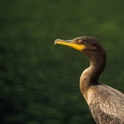 Un Cormoran errant