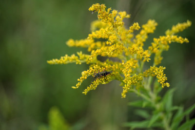Cyllne du robinier sur Verge d'or