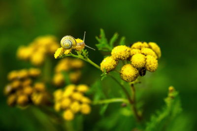  Escargot sur Tanaisie 