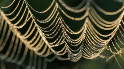 Artfac arachnode