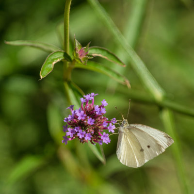  Piride 