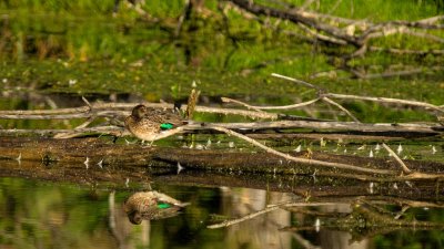 Canard 