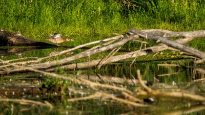  Canard