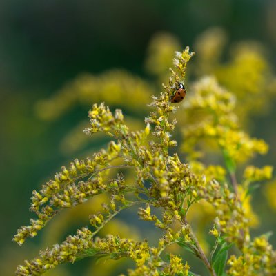 Coccinelle sur Verge d'or