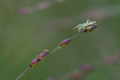  Htroptre