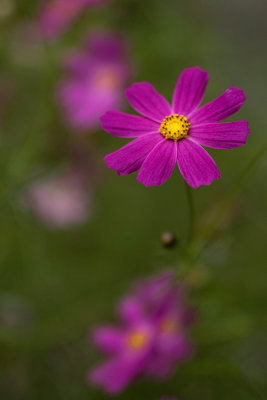 Cosmos