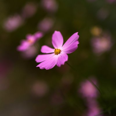  Cosmos 