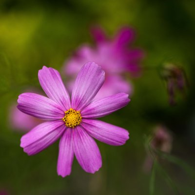  Cosmos 