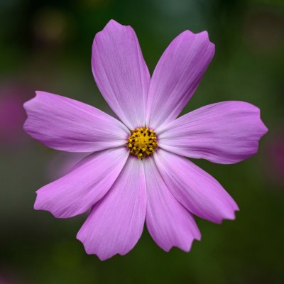  Cosmos 