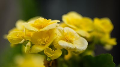 Fleurs 