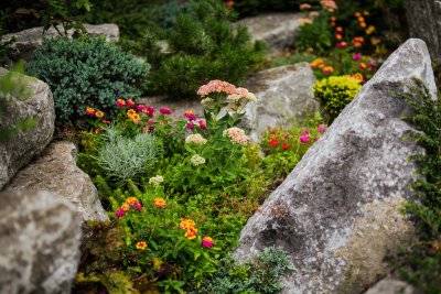 Plantes 