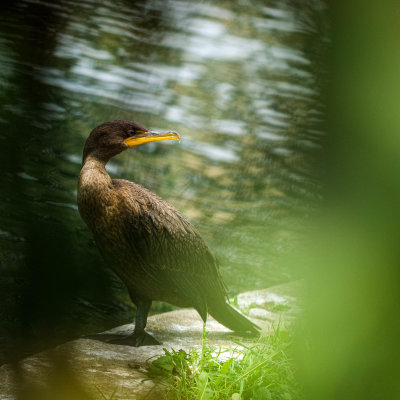 Cormoran 