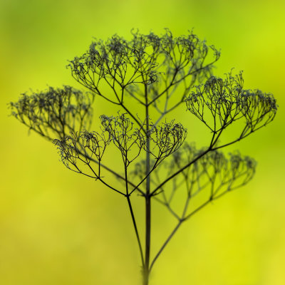 Vestige