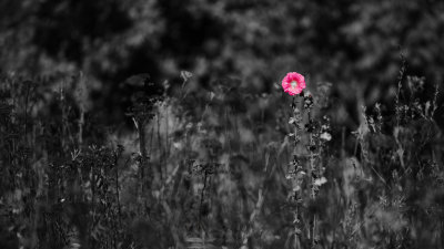 Rose trmire