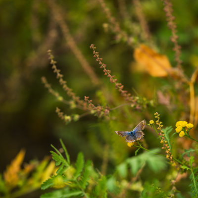 Le petit Papillon bleu