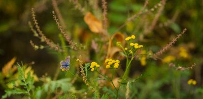 Le petit Papillon bleu 