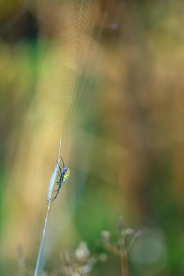 Argiope trifasciata