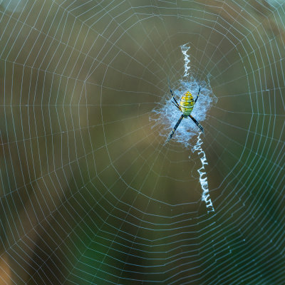  Argiope trifasciata